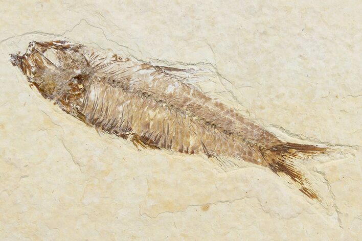 Detailed Fossil Fish (Knightia) - Wyoming #174644